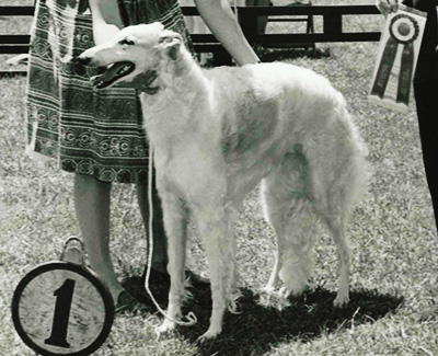 Top Best of Opposite Sex Borzoi 1963